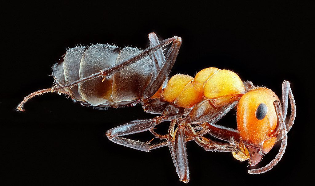 Ant Control service in Akron, OH