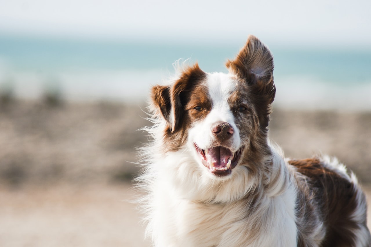 Flea & Tick Control service in Akron, OH