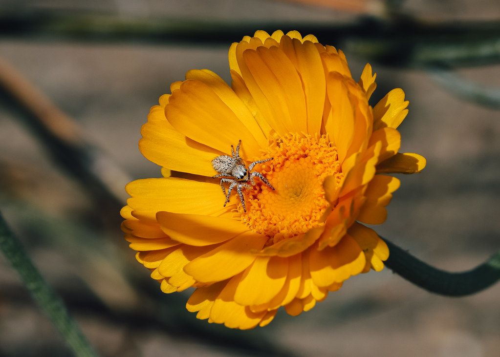 Spider Control service in Akron, OH